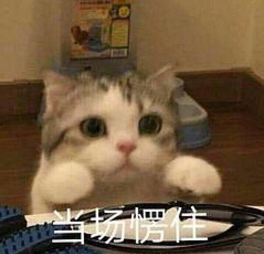 猫咪哈哈哈的表情包,猫咪哈哈哈表情包大盘点